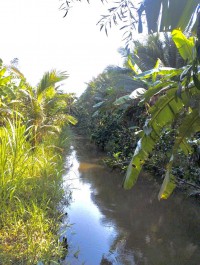 Chính chủ - cần bán  nhanh lô đất vườn dừa thu hoạch hàng tháng tại càng long,